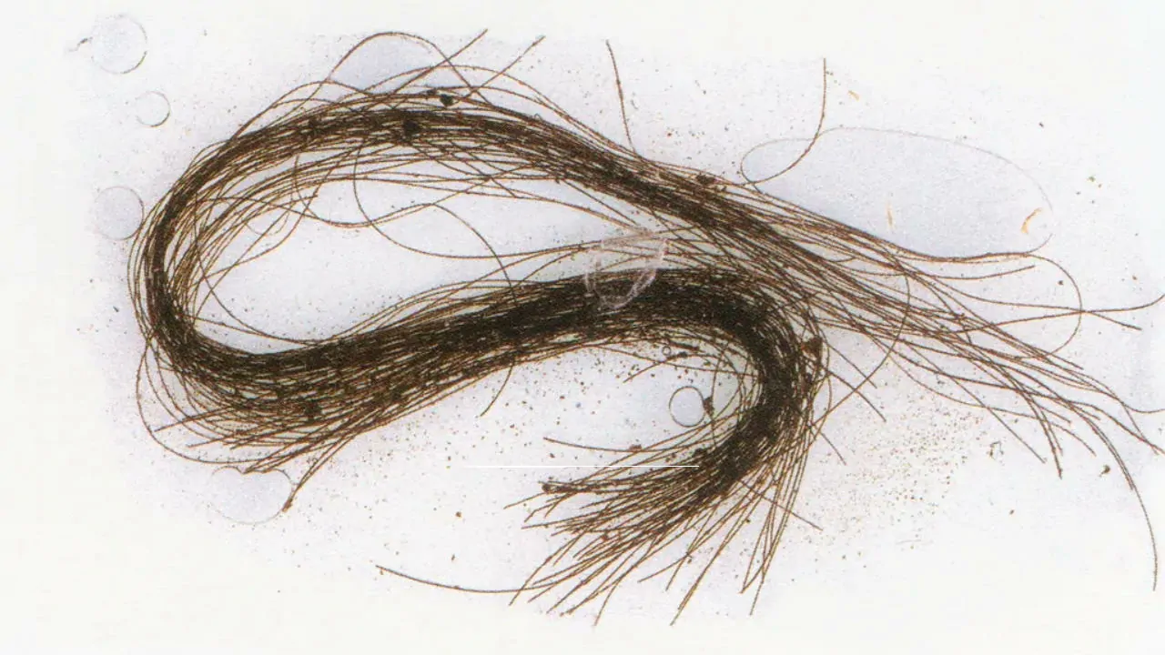 hallucinogenic drugs human hair