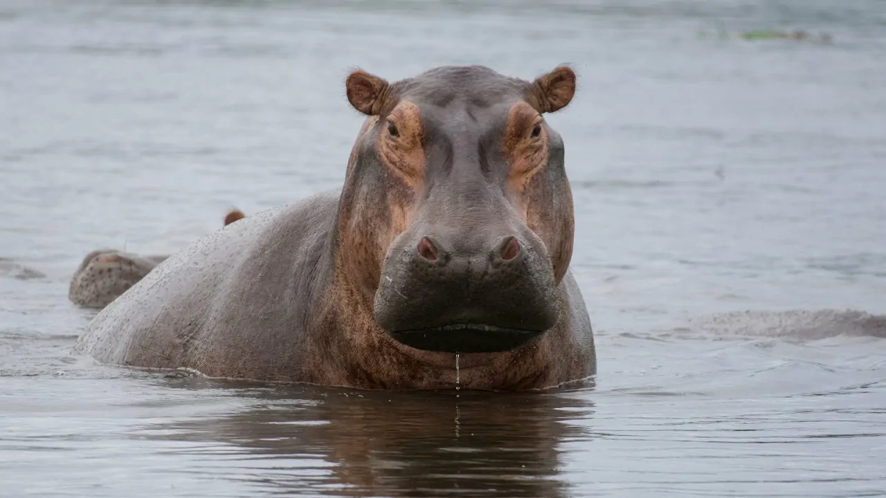 Hippopotamus